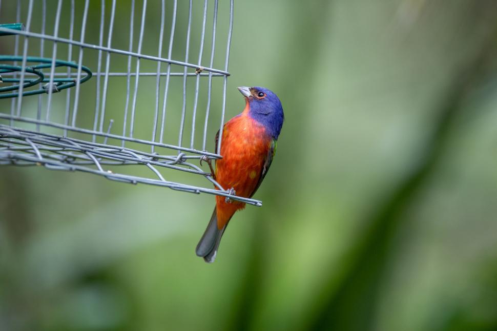 Free Image of Colorful bunting bird perched on feeder 
