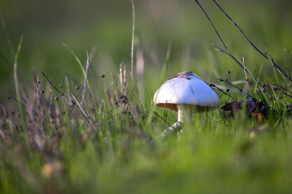 Free Image of Close-up of wild mushroom in natural habitat 