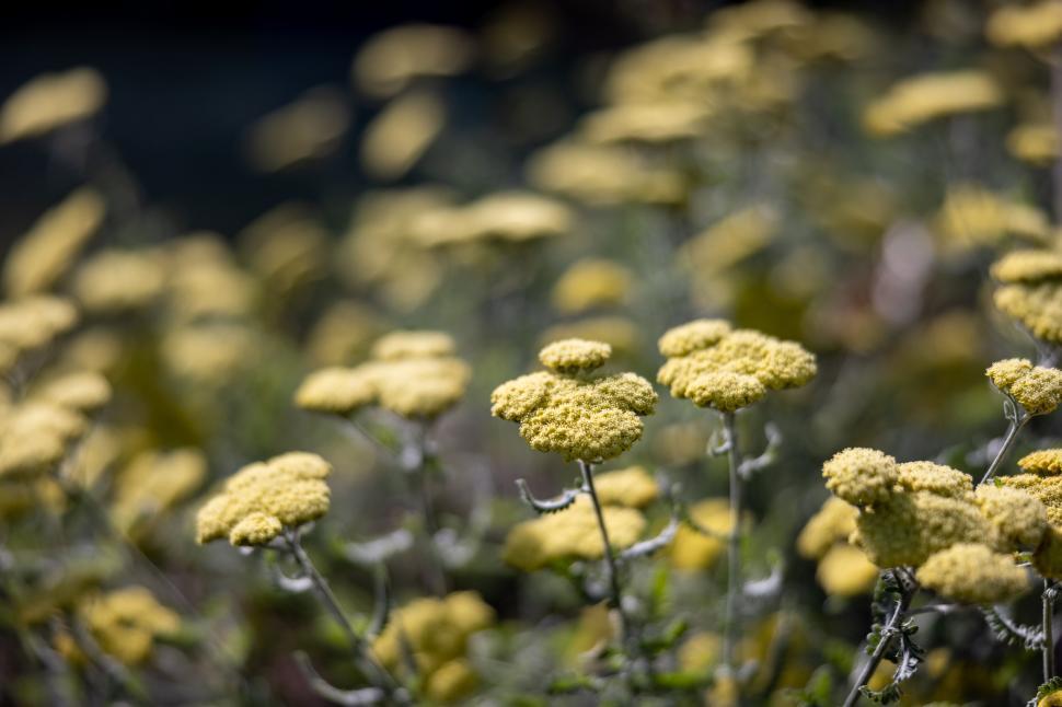Free Image of Yellow wildflowers in soft focus 