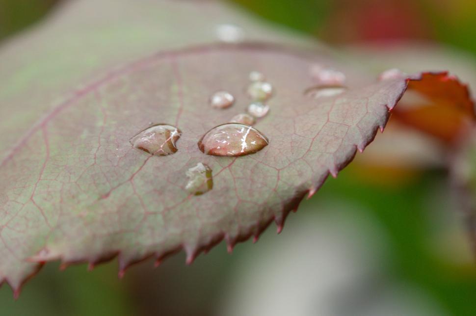 Free Image of Macro shot of raindrops on a leaf 