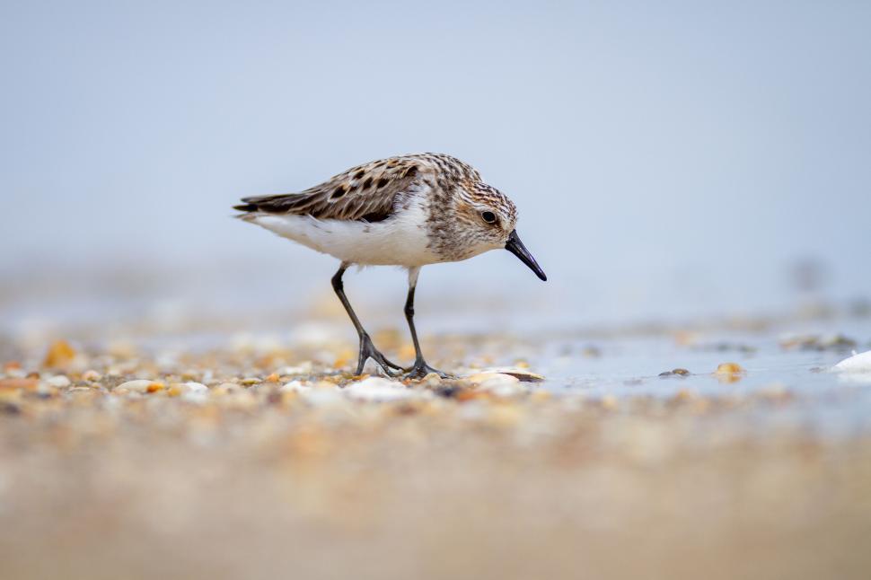 Free Image of Sandpiper bird foraging on the sandy beach 