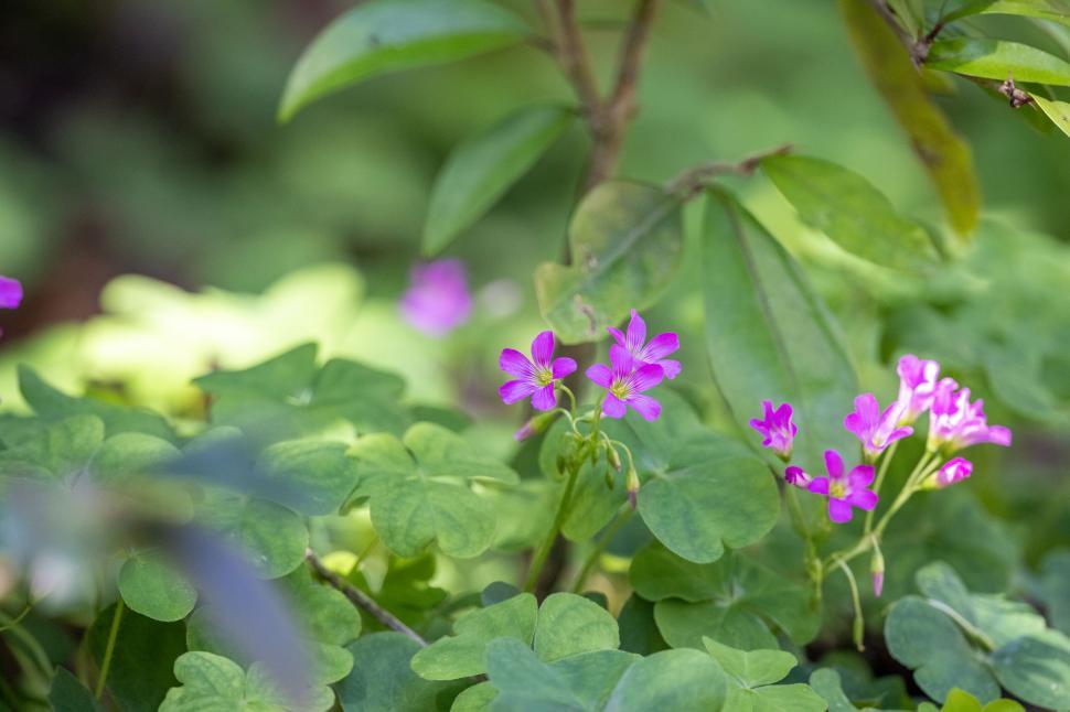 Free Image of Close-up of pink wildflowers in foliage 