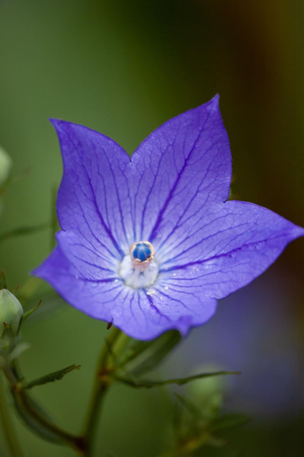 Free Image of Single blue flower with a detailed petal 