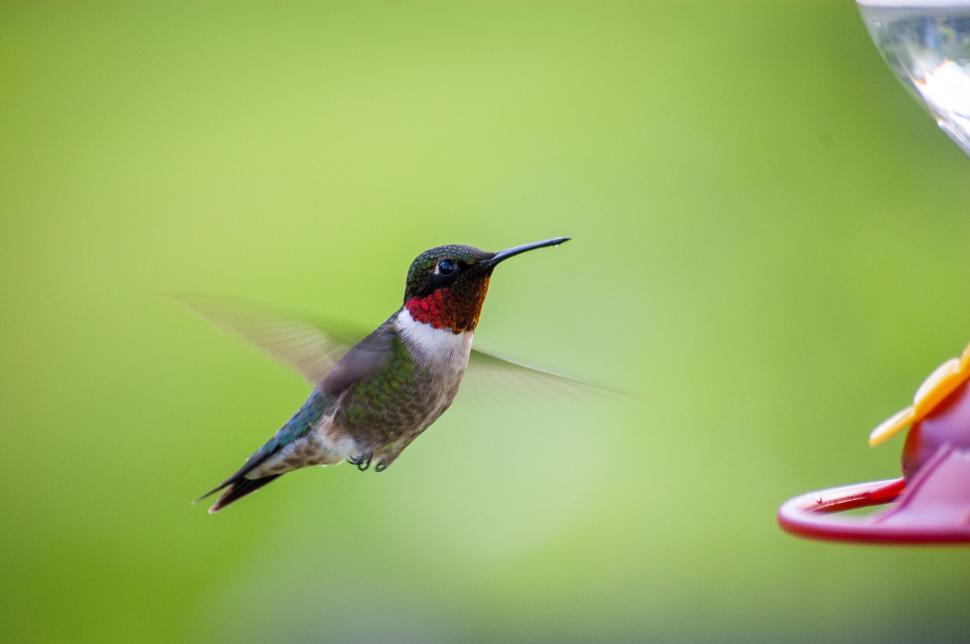 Free Image of Hummingbird hovering near a feeder 