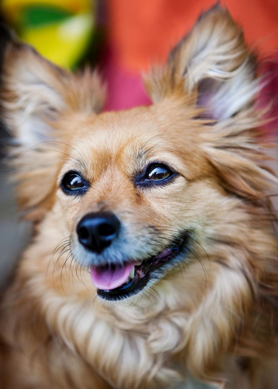 Free Image of Close-up portrait of a fluffy brown dog 
