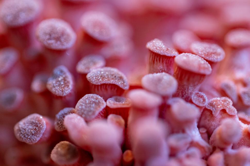 Free Image of Macro shot of frosty pink fungi close-up 