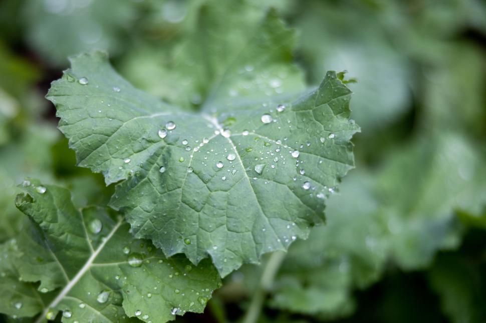 Free Image of Dew drops on a fresh green leaf 