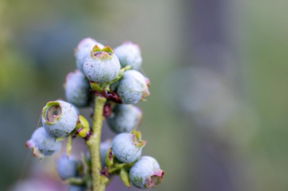 Free Image of Cluster of unripe blueberries on branch 