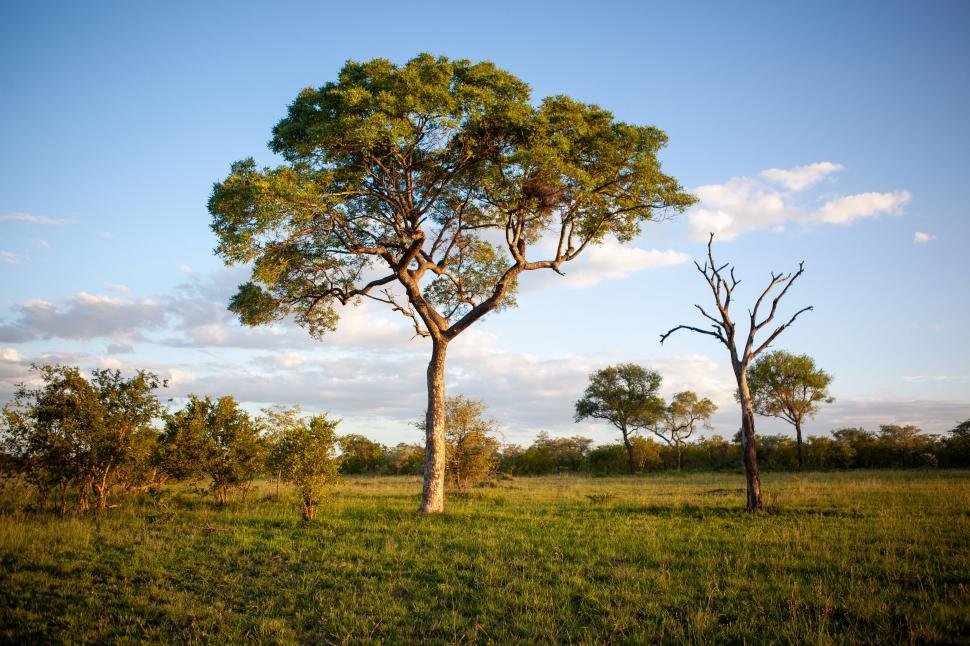 Free Image of Singular tree in African savanna 