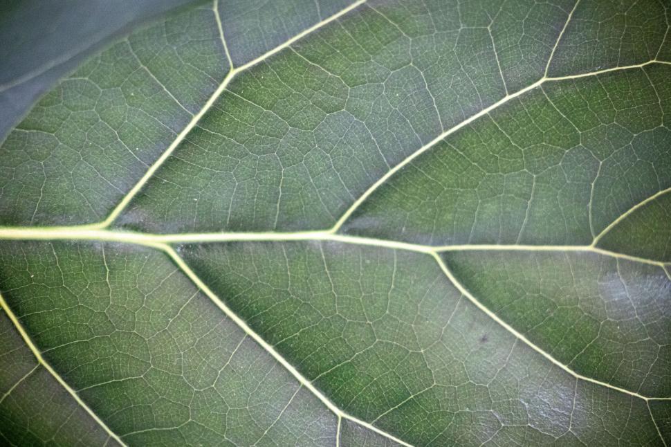Free Image of Close-up texture of green leaf veins 