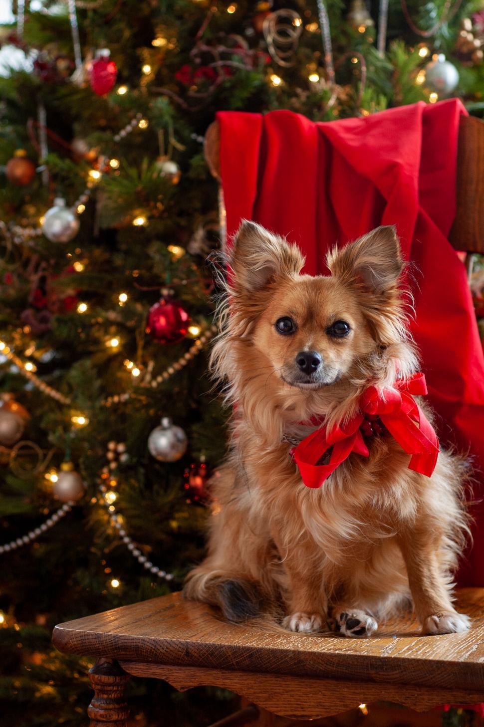 Free Image of Dog wearing a red bow by Christmas tree 