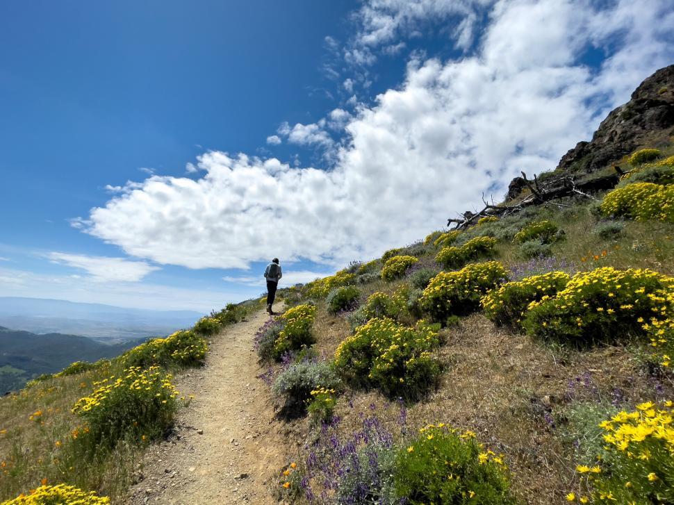 Free Image of Hiker on a mountain trail with vibrant wildflowers 