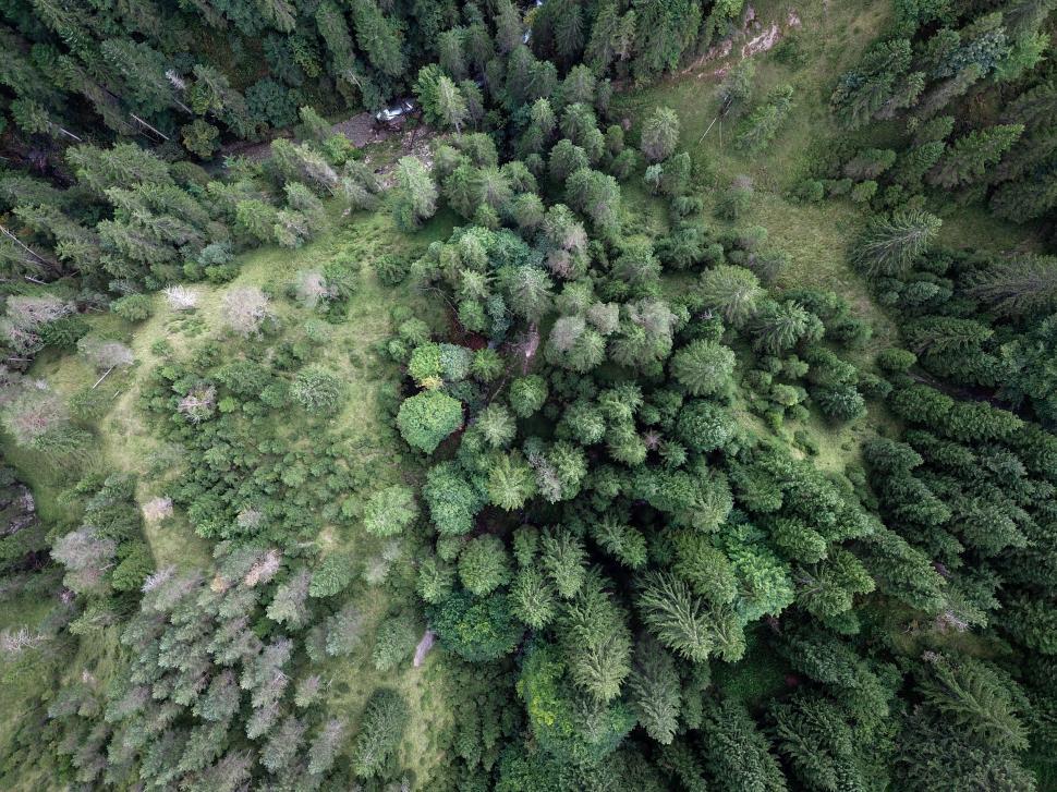 Free Image of Aerial view of dense green forest from above 
