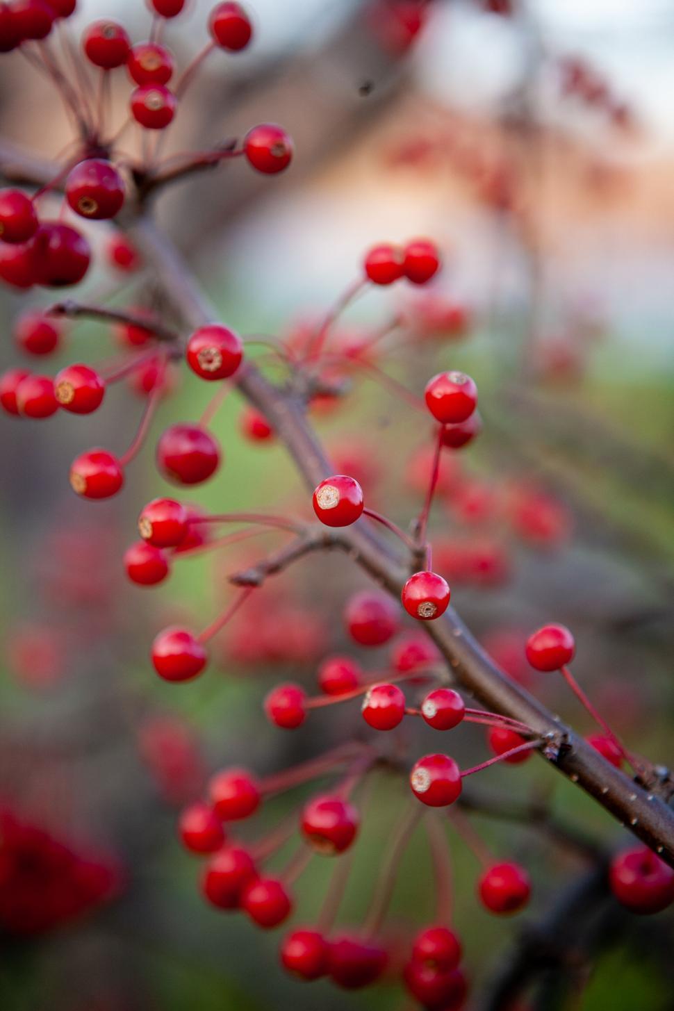 Free Image of Close-up of red berries on bare branches 