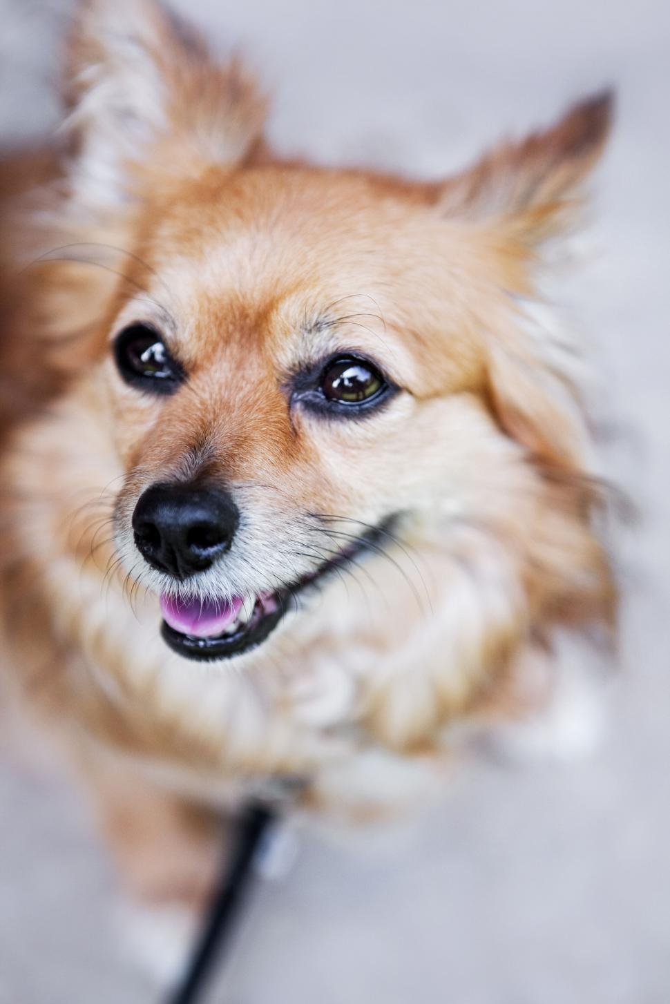 Free Image of Close-up of a walking dog on pavement 