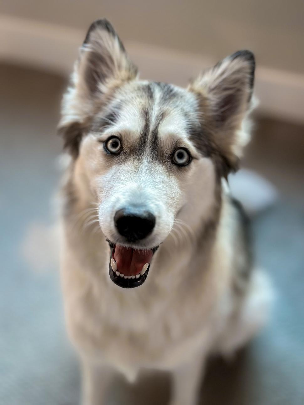 Free Image of Headshot of an attentive dog looking forward 