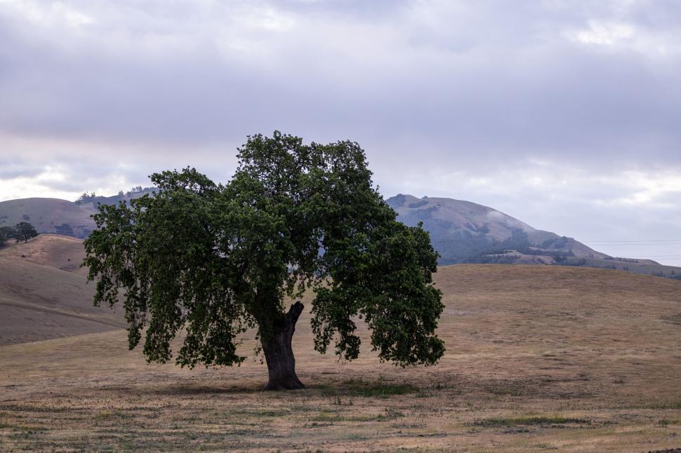 Free Image of Lone tree in a dry grassy field at dusk 