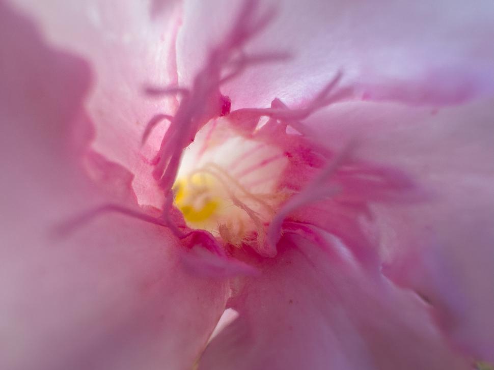 Free Image of Close-up of pink orchid with visible details 