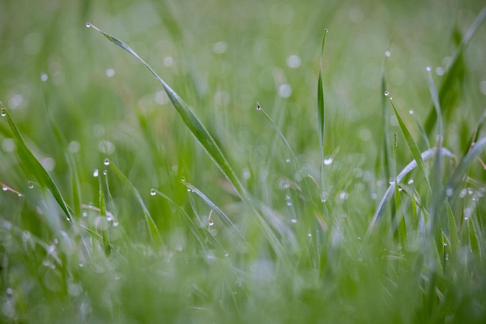 Free Image of Dew on green grass blades close-up 