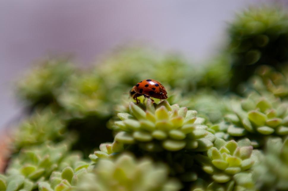 Free Image of Ladybug on a succulent in natural habitat 