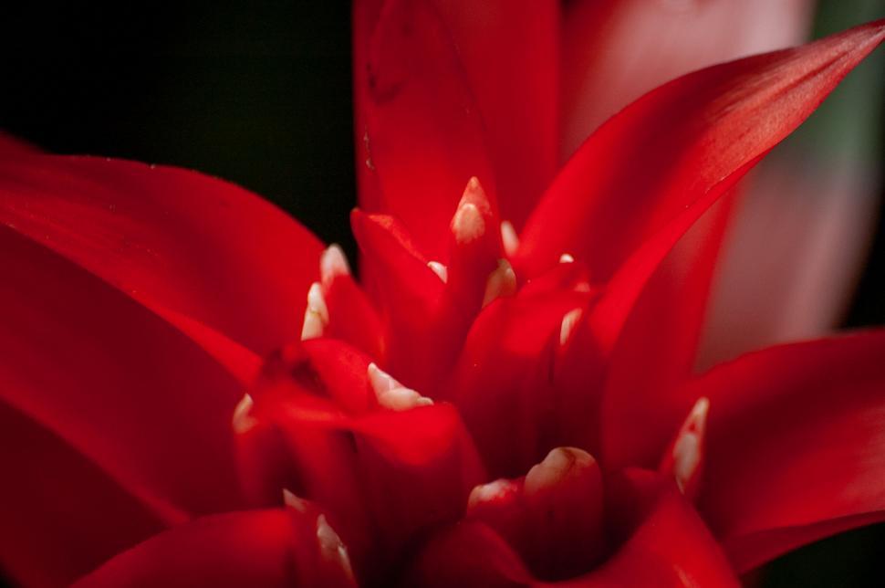 Free Image of Vibrant red tropical bromeliad flower close-up 