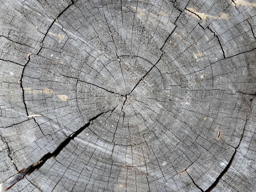 Free Image of Close-up of aged tree stump with rings 