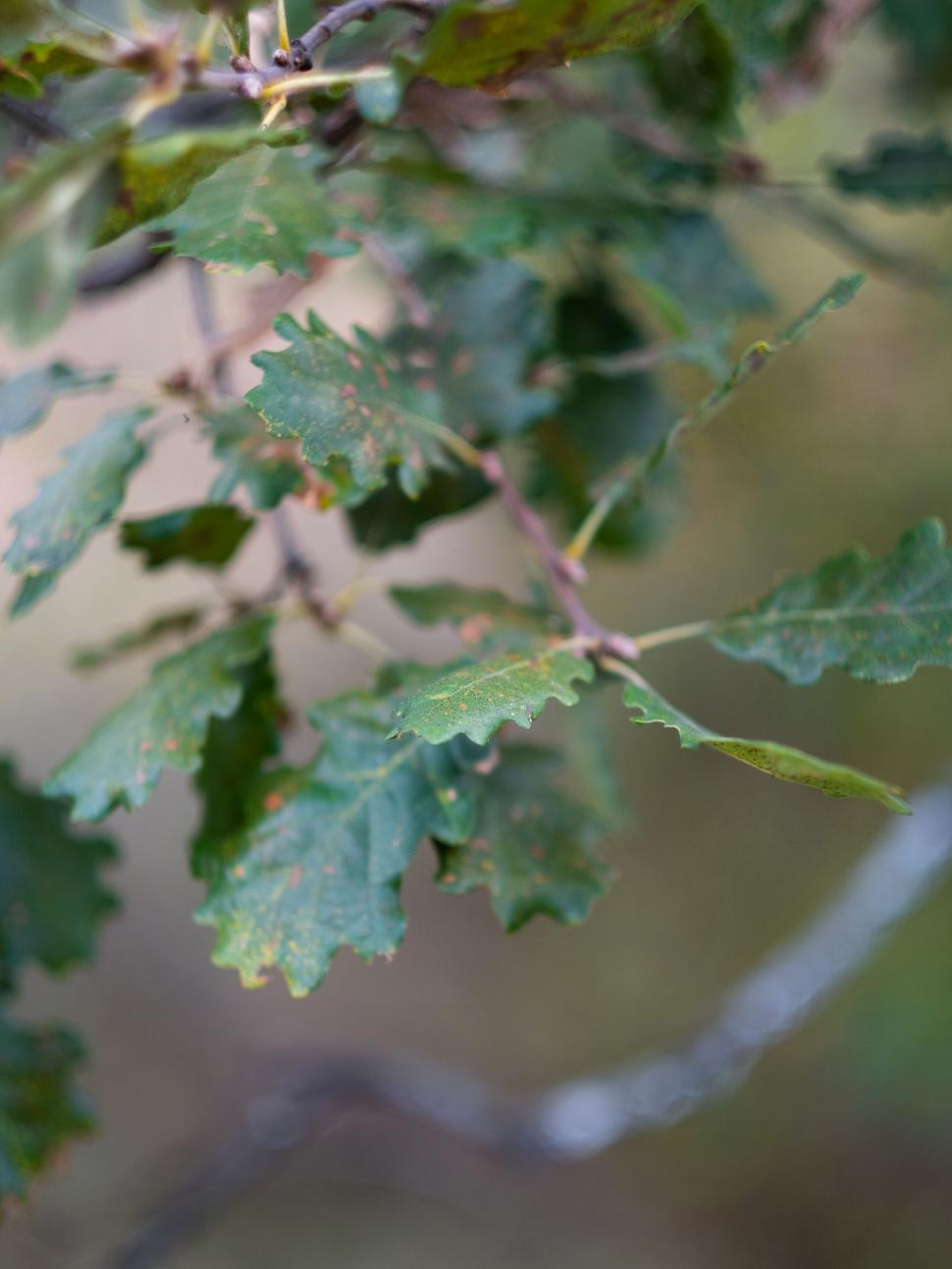 Free Image of Focused shot of green oak leaves 