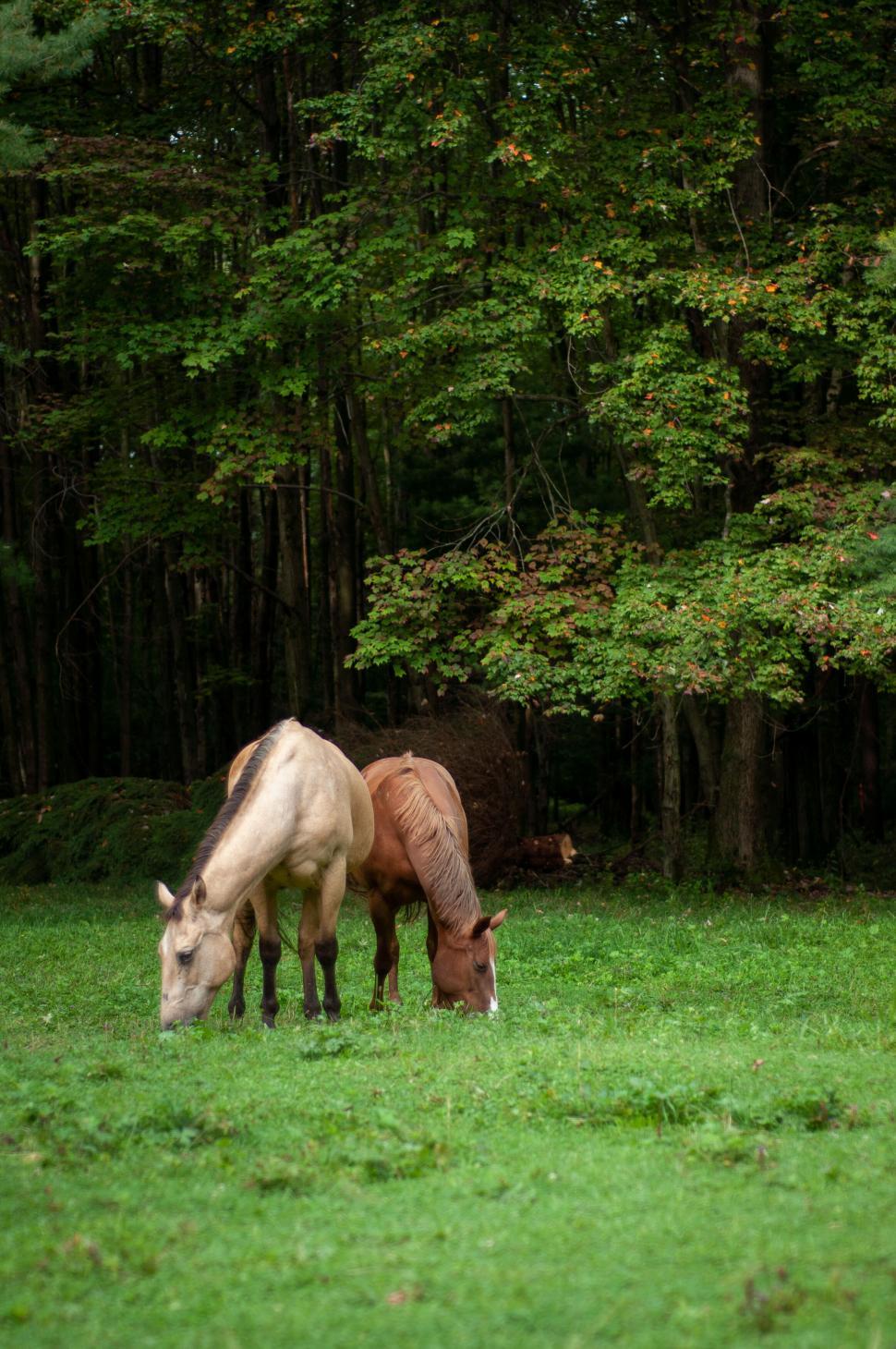 Free Image of Two horses grazing in a lush meadow 