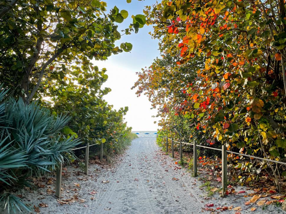 Free Image of Sandy path between foliage to the beach 