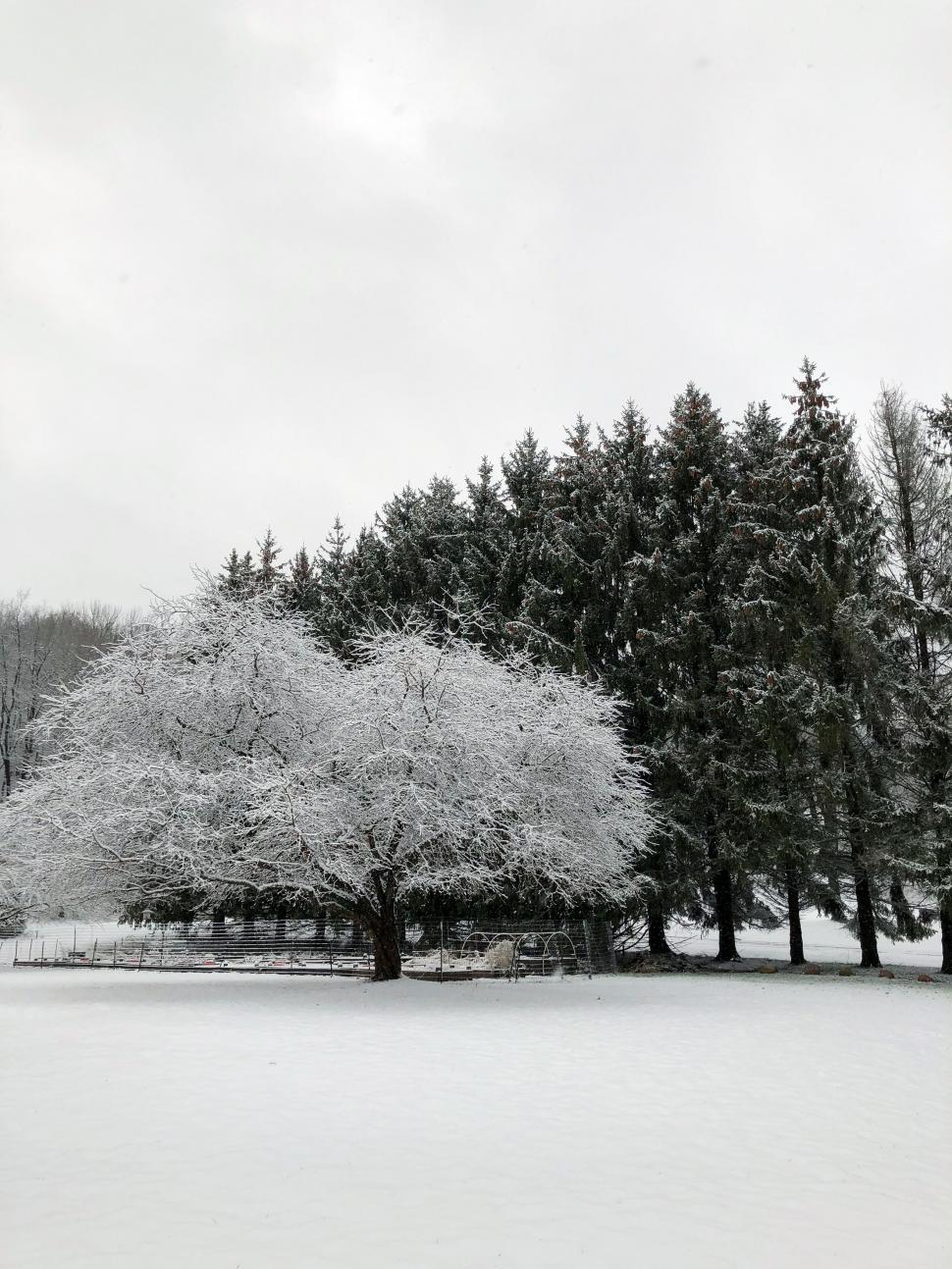 Free Image of Snow-covered tree in a serene winter scene 