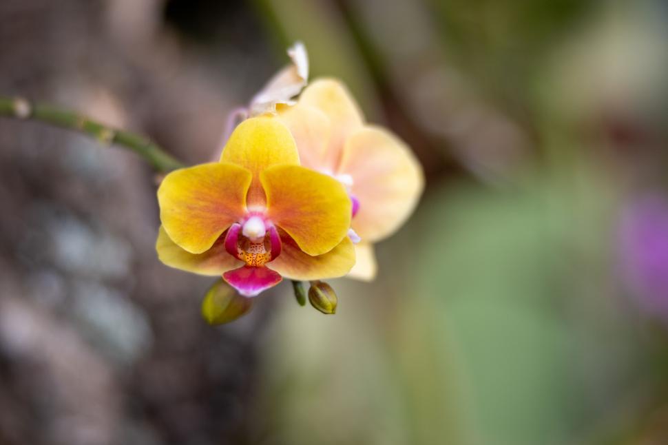 Free Image of Vibrant yellow and red orchid close-up 