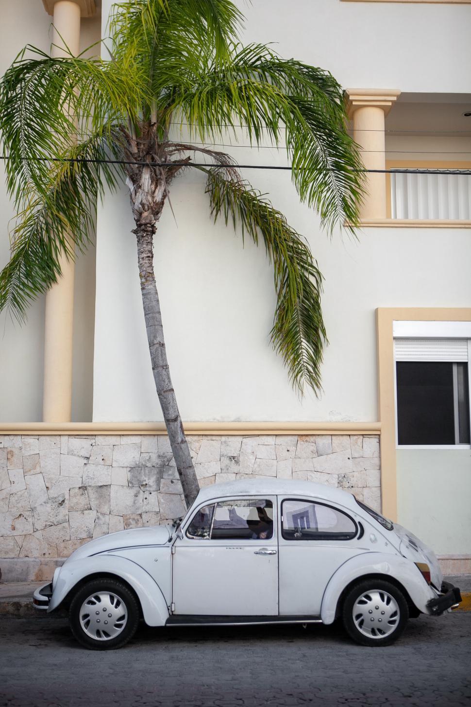 Free Image of Vintage white Volkswagen Beetle under palm 
