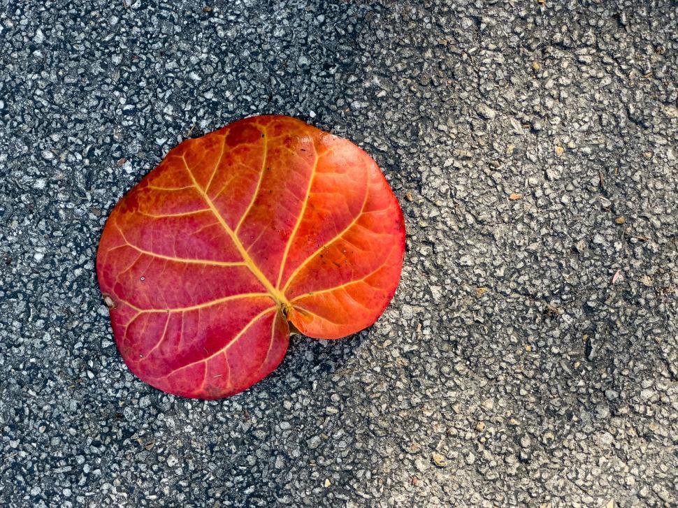 Free Image of Red autumn leaf on textured pavement 