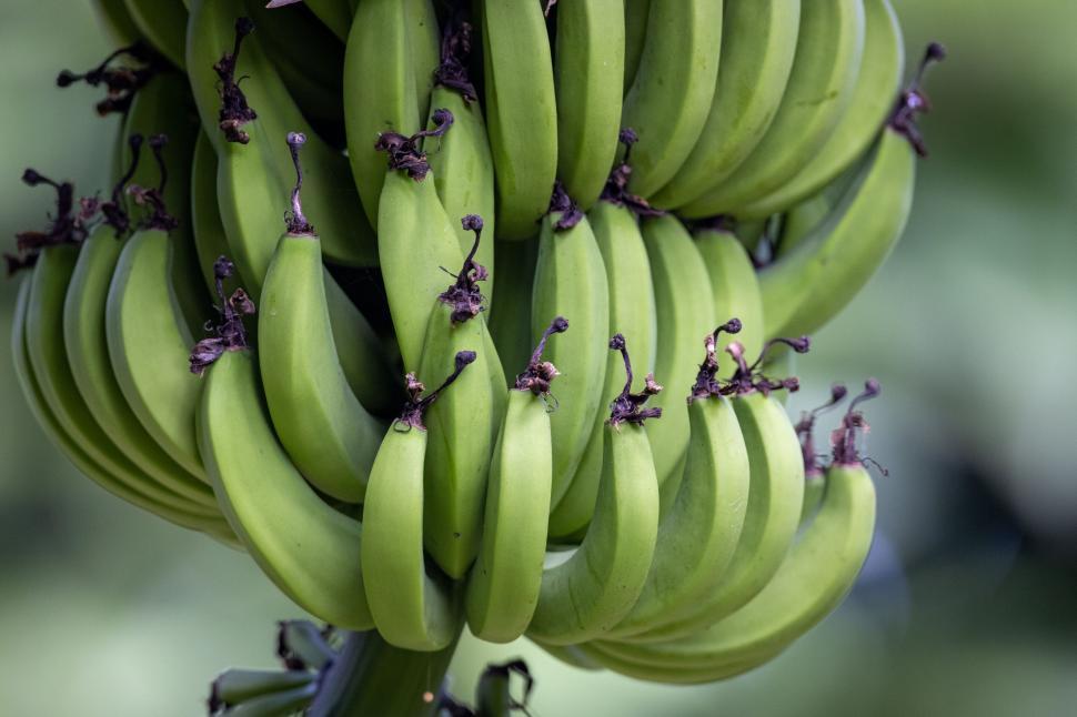 Free Image of Fresh green bananas hanging on tree 