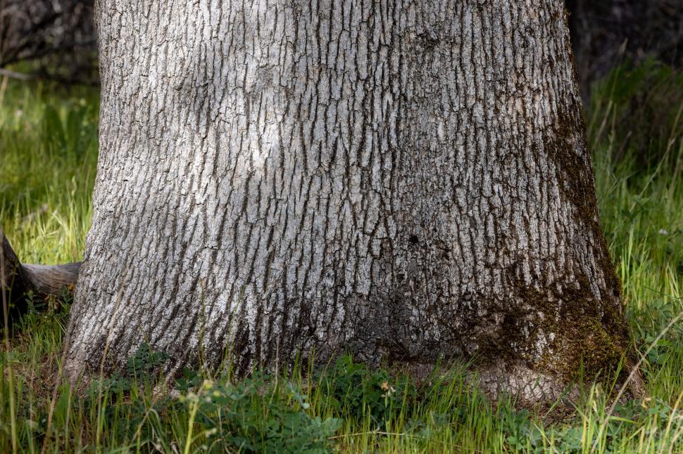 Free Image of Rugged texture of a tree trunk in nature 