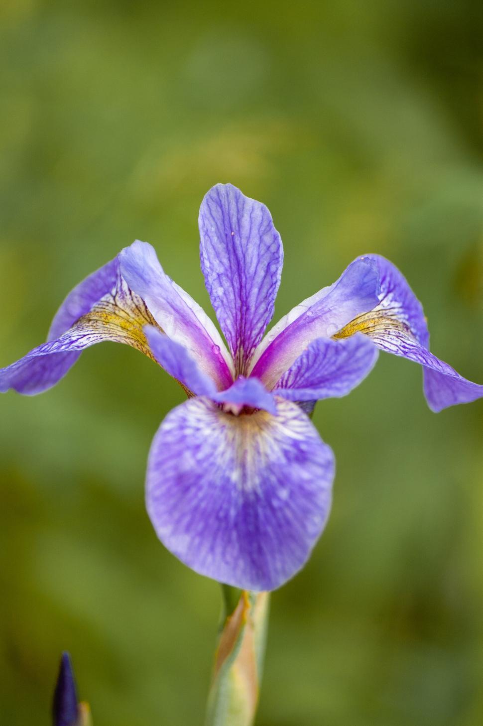Free Image of Vibrant purple iris flower close-up 