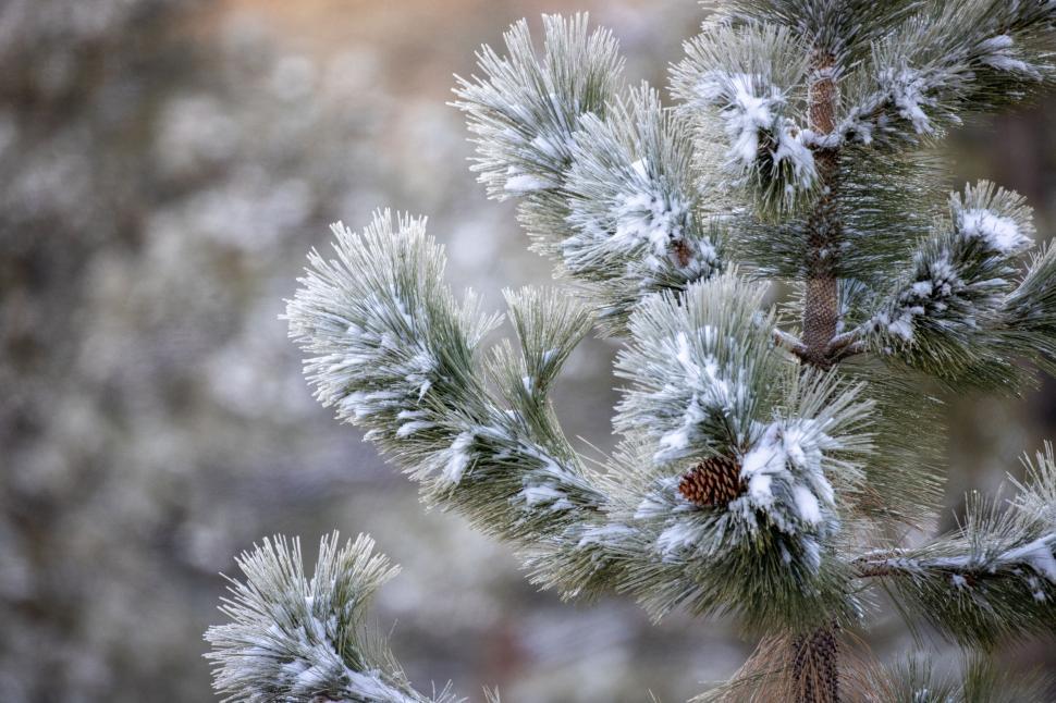 Free Image of Close-up of frost on pine needles with cone 