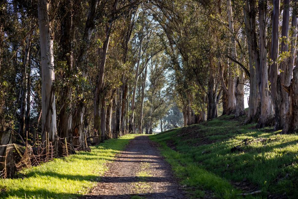 Free Image of Sunlit Path Through Eucalyptus Grove 