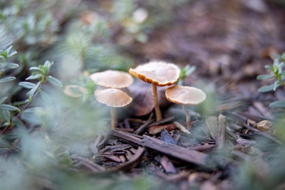 Free Image of Group of mushrooms growing in the forest 