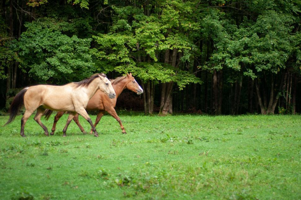Free Image of Two Brown Horses Grazing in Green Field 