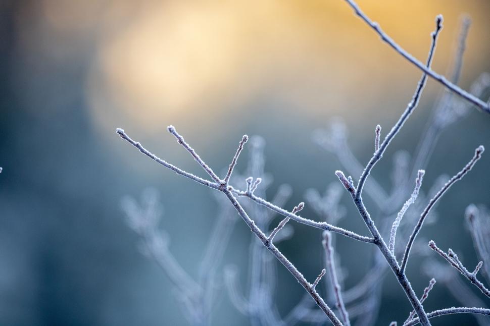 Free Image of Frost-covered branches on a cold morning 