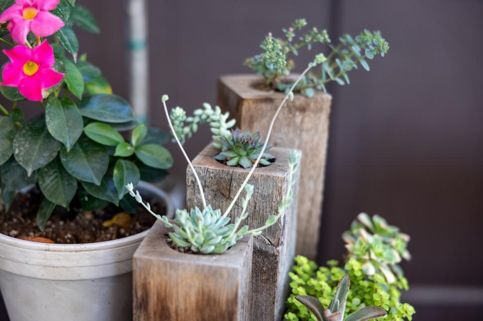 Free Image of Vibrant succulents growing in wooden pots 