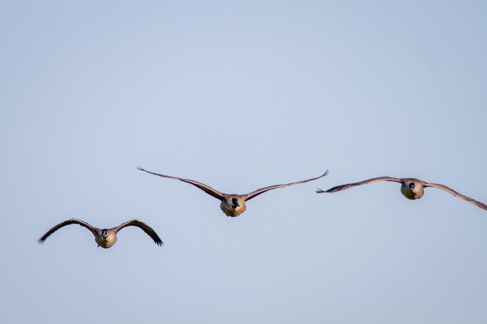 Free Image of Geese flying in a perfect line formation 