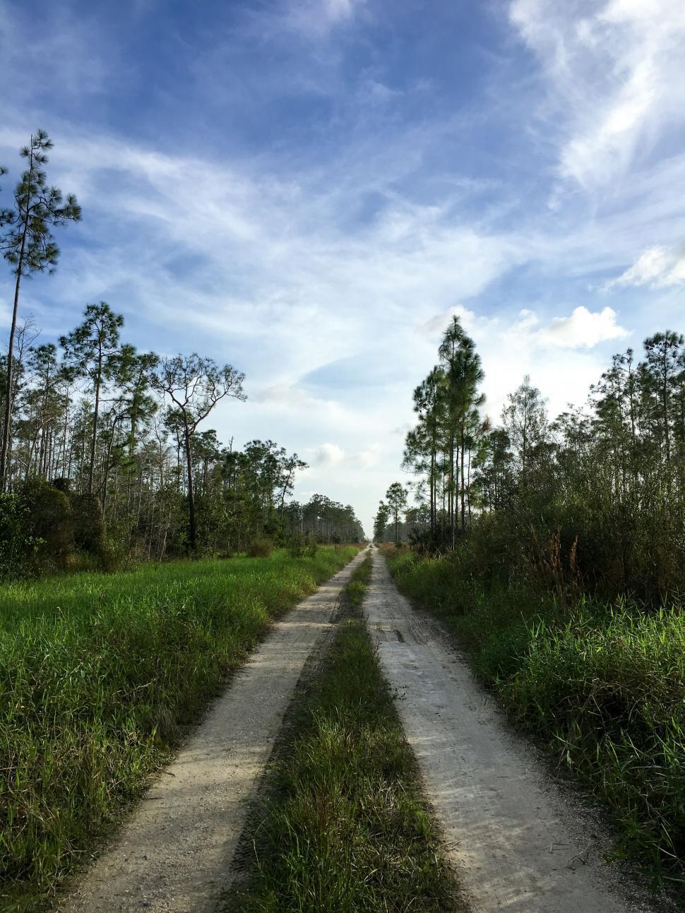 Free Image of Peaceful country dirt road amidst wild grass 