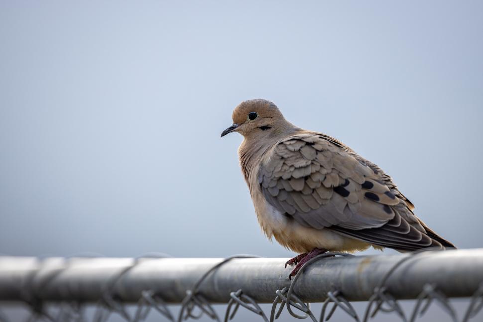 Free Image of Mourning dove perched on a metal fence 