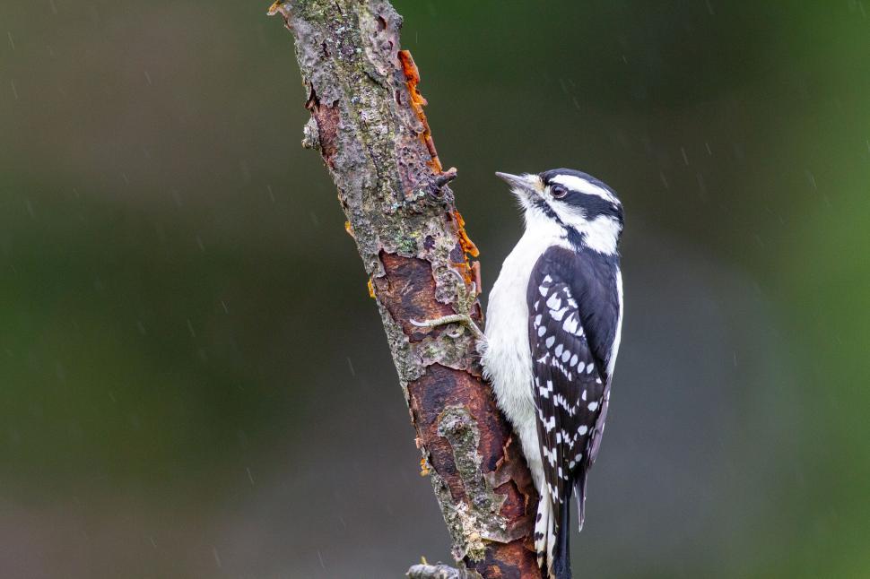 Free Image of Woodpecker perched on a wet tree trunk 