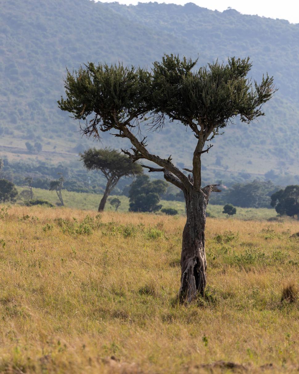 Free Image of Lone tree standing in African savannah 
