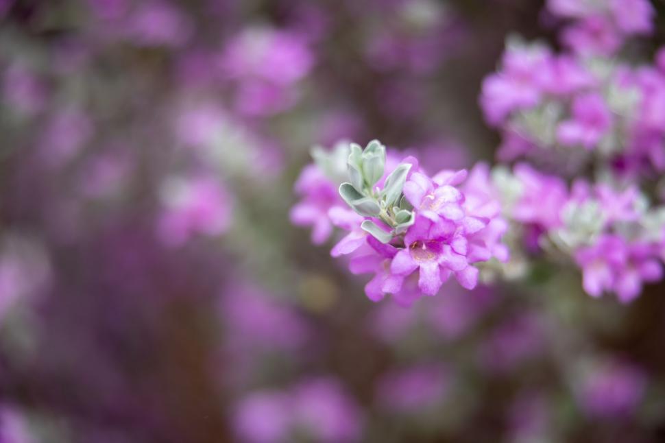 Free Image of Close-up of delicate purple flowers in bloom 