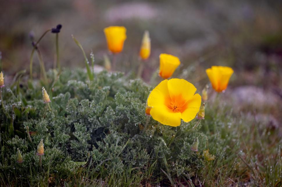 Free Image of California poppies in dewy morning 