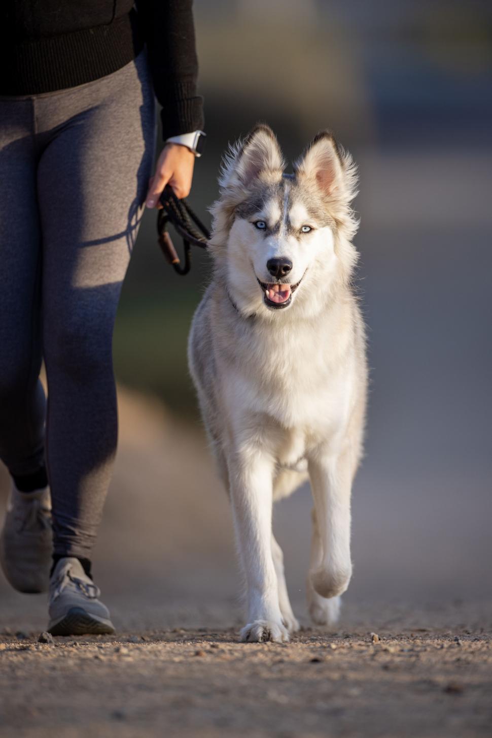 Free Image of Person walking with a blurred husky dog 